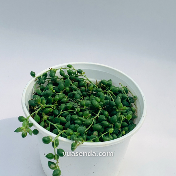 cay-mat-nai-(giot-nuoc)