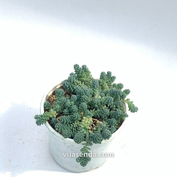 Sedum Hoa Hồng