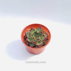 Sen Đá Đế VƯơng Đỏ