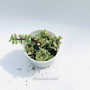 Sen Đá Đôla Trắng