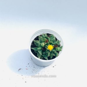 Sen Đá Hàm Cá Sấu