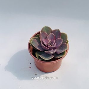 Sen Đá Hồng Dâu