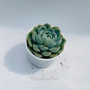 Sen Đá Hồng Xanh