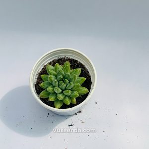 Sen Đá Kim Cương Trắng