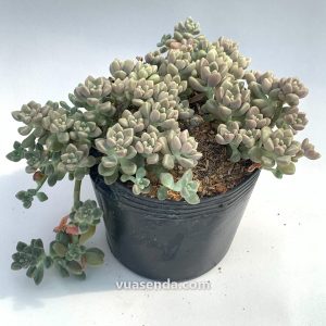 Sen Đá Kim Tuyến Trắng