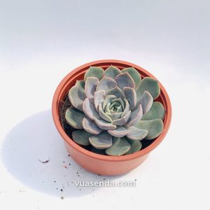 Sen Đá Liên Đài Hồng