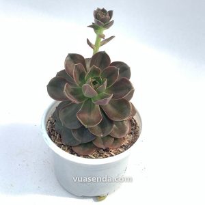 Sen Đá Nhật Nguyệt