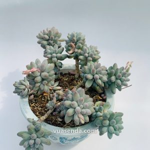 Sen Đá Sỏi Nhọn Hồng