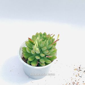 Sen Đá Thược Dược