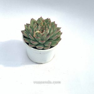 Sen Đá Viền Đỏ