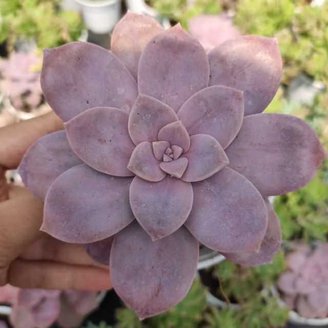 sen-dia-hong-lon