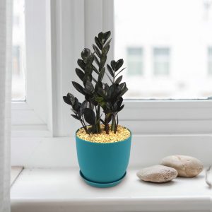 Nhà máy Raven ZZ (Zamioculcas zamiifolia Raven)