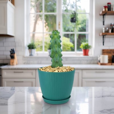 Xương Rồng Bầu Sữa (Myrtillocactus geometrizans fukurokuryuzinboku)