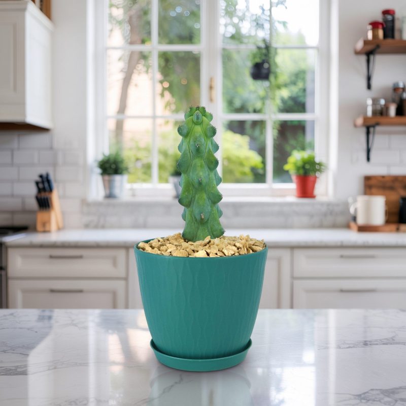 Xương Rồng Bầu Sữa (Myrtillocactus geometrizans fukurokuryuzinboku)