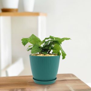 Mạng lưới Calathea (Calathea musaica)
