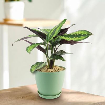Calathea ‘Ngôi sao sắc đẹp’