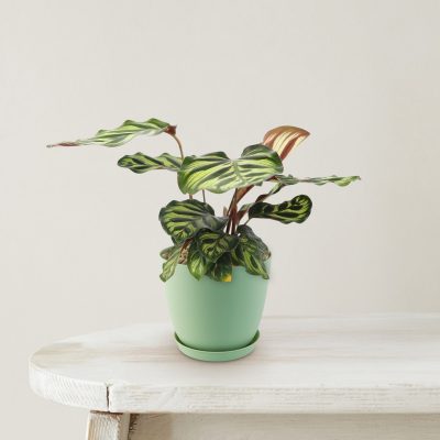 cây công (Calathea makoyana)