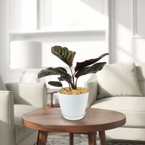 Cây sọc vằn ‘Calathea ornata’