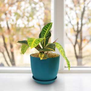 Nhà máy Croton Petra (Codiaeum variegatum Petra)