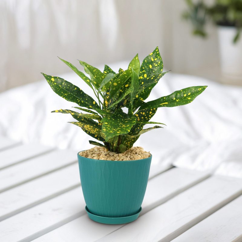 Cây Bụi vàng Croton (Codiaeum variegatum Gold dust)
