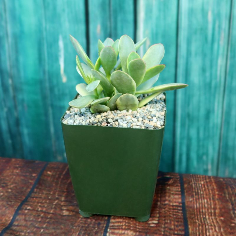 Sen Đá Bát Tiên Đột Biến