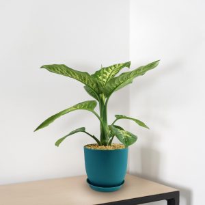 Tuyết nhiệt đới Dieffenbachia