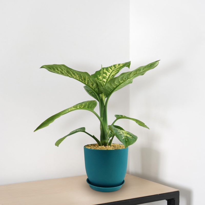 Tuyết nhiệt đới Dieffenbachia
