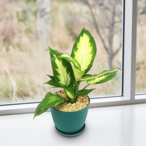 Dieffenbachia Camille (Cây câm)
