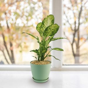 Nhà máy Dieffenbachia 'Amy'