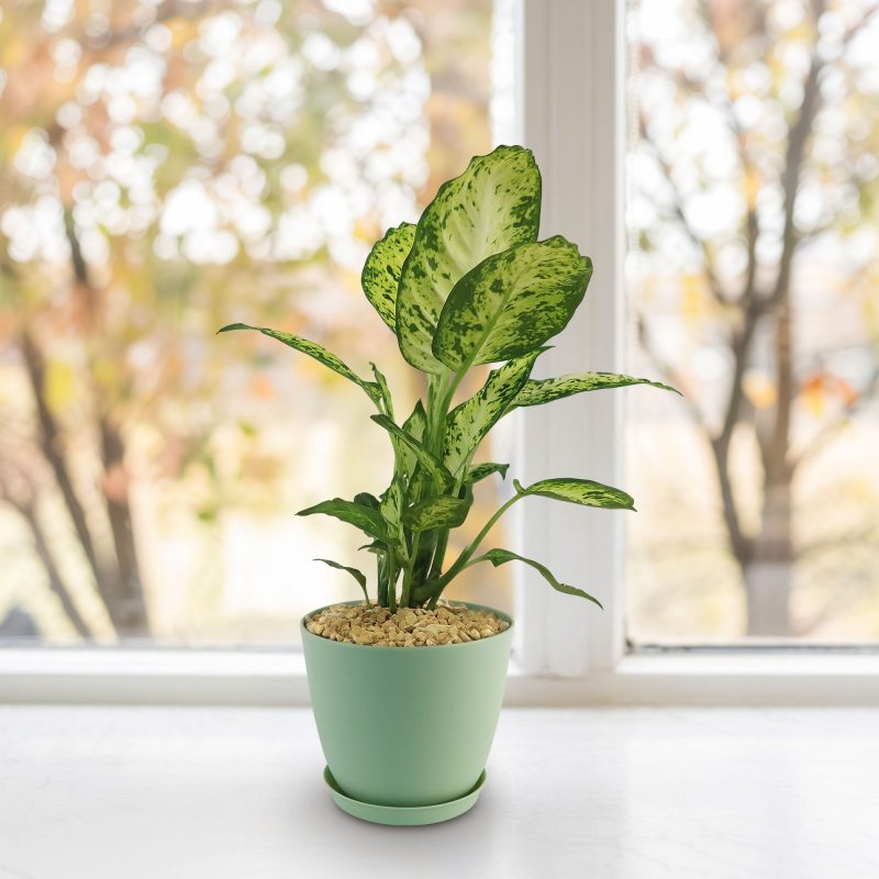 Nhà máy Dieffenbachia 'Amy'