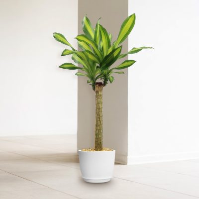 Cây Thiết Mộc Lan Cẩm Thạch (Dracaena fragrans Massangeana)