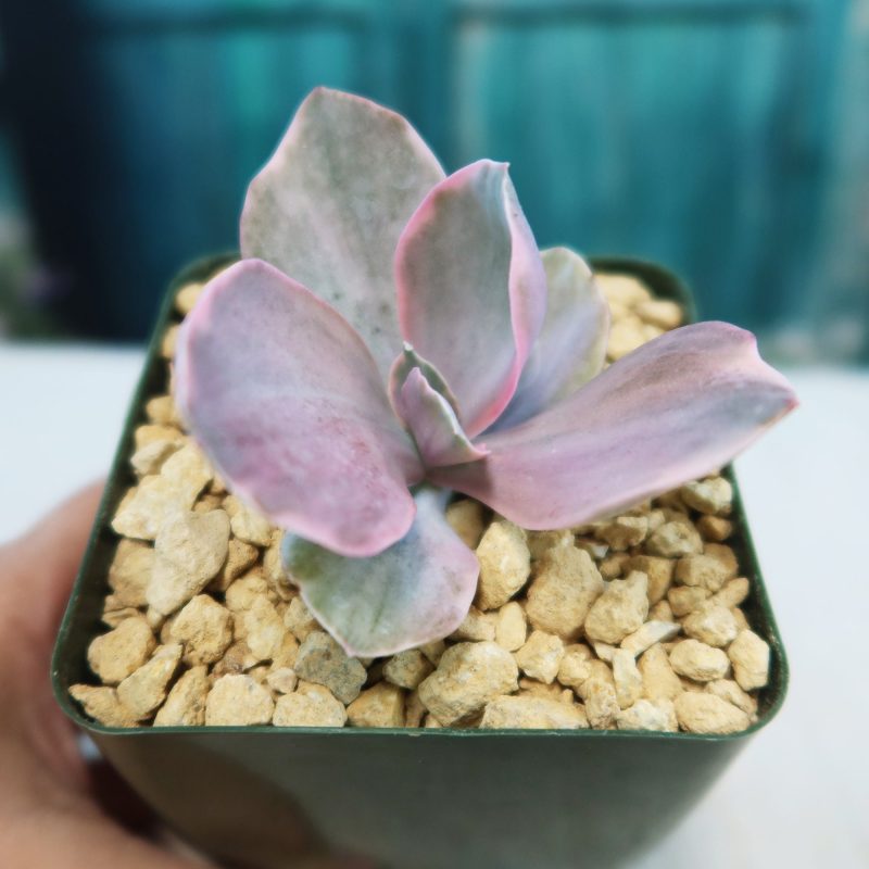 Sen Đá Hoa Hồng Đột Biến Decora