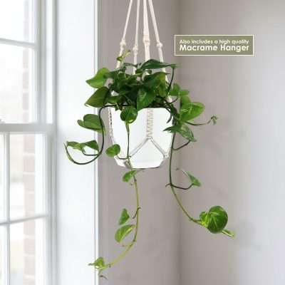 Pothos vàng ‘Epipremnum aureum’