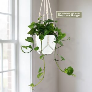 Pothos vàng ‘Epipremnum aureum’