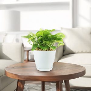 Cây Pothos Epipremnum 'Monet Sol'