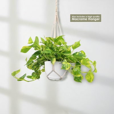 Cây Pothos Patricio (Epipremnum aureum Patricio)