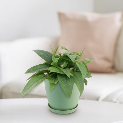 Cây Pothos xanh Cebu (Epipremnum pinnatum Cebu Blue)