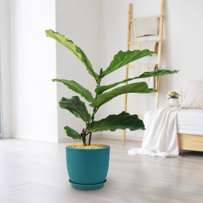 Lá sung (Ficus lyrata)