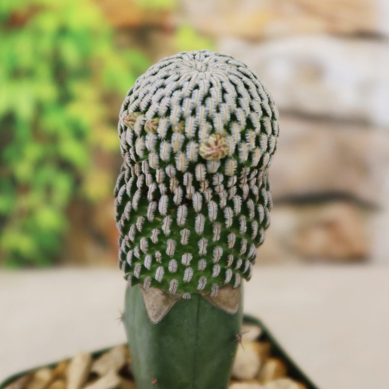 Xương Rồng Ghép Mào Xương Cá