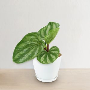 Cây Peperomia ‘Ecuador’