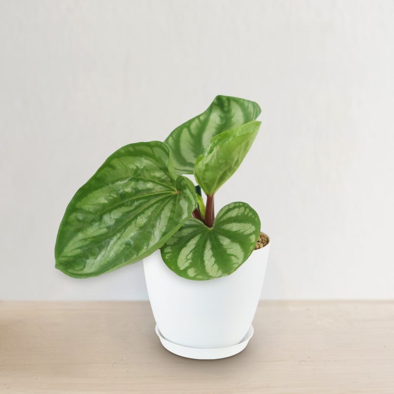 Cây Peperomia ‘Ecuador’