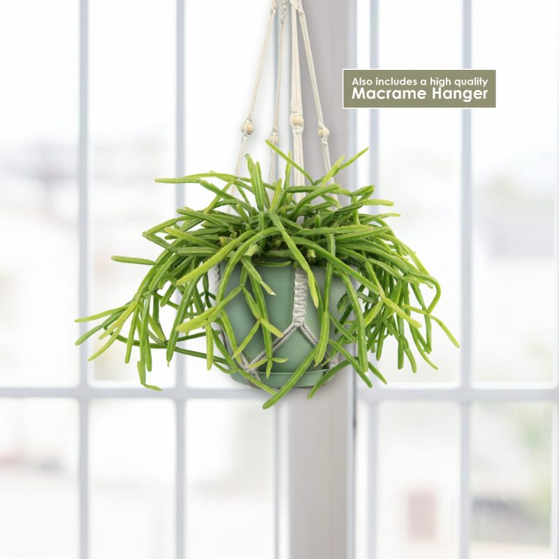Pfeiffera boliviana