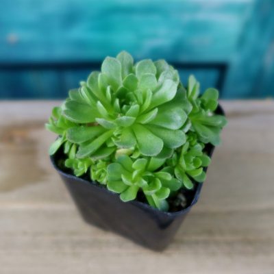 Sen Đá roularia platyphylla