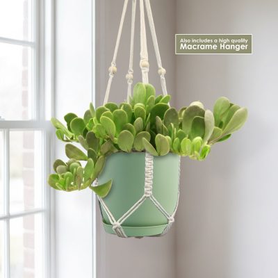 Sen Đá Ngọc Bích Dây Rủ