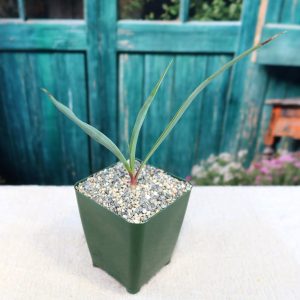 Cây Sa Mạc Yucca Lá Bạc