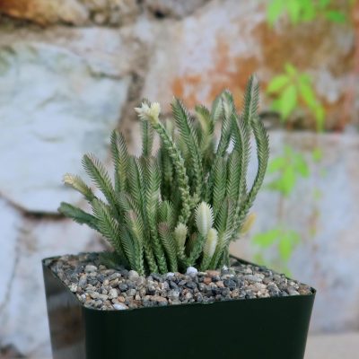 Sen Đá Dây đồng hồ đa dạng ‘Crassula lycopodioides variegata’