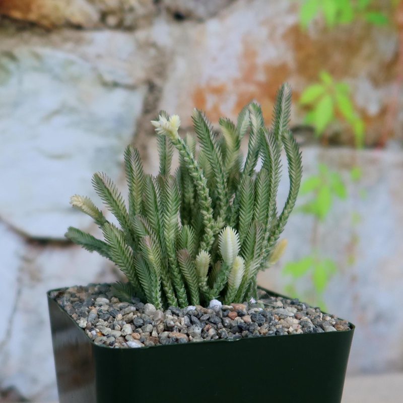 Sen Đá Dây đồng hồ đa dạng ‘Crassula lycopodioides variegata’