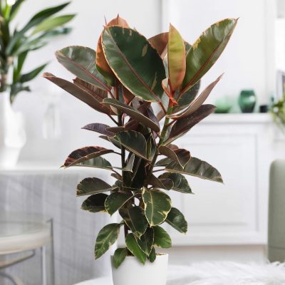 Cây Đa Búp Đỏ Cẩm Thạch Ruby (Ficus elastica Ruby)