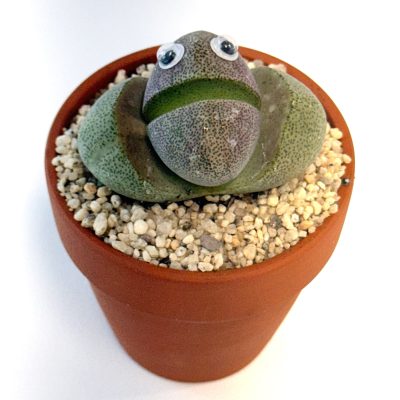 Xương Rồng Ông Pleiospilos ‘Split Rock Cactus Pal với đôi mắt Googly’