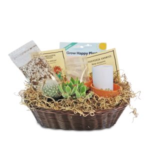 Xương Rồng 1 cây xương rồng và 1 bộ trồng cây mọng nước (A Creative Gift Basket)